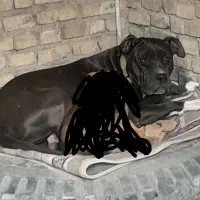 سگ پیتپول اصلی