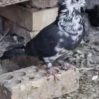 کفتر سینه باز قاره