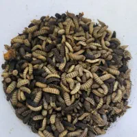 کرم زنده(لارو یک ماهه مگس سرباز سیاه)