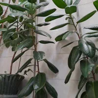 گل فیکوس به ارتفاع یک مترو نیم الی  دو متر|گل و گیاه طبیعی|قزوین, |دیوار