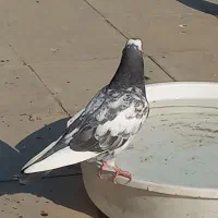 کفتر دیروز غروب گرفتم