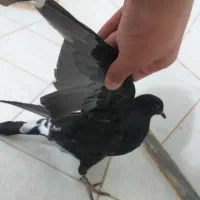 کفتر جوجه است|پرنده|نهاوند, |دیوار