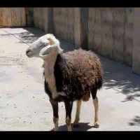 گوسفند بره قوچ