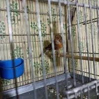 سهره|پرنده|تهران, جوادیه تهرانپارس|دیوار