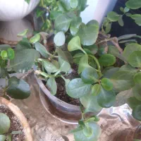 گلدان سانسوریا، پتوس، قاشقی|گل و گیاه طبیعی|اصفهان, طامه|دیوار