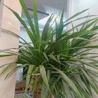 گل پاندانوس