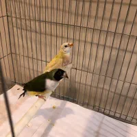 فنچ گلدین ماده