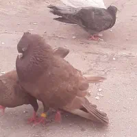 سیاه بوشهری وزرد