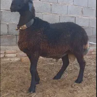 گوسفند