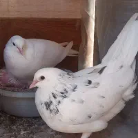 کفتر جوجه کشی.عالی|پرنده|گرمسار, |دیوار