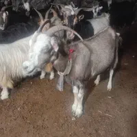 گله بز شیروار