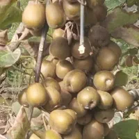 فروش کیوی خونی تو سرخ|عمدهفروشی|رودسر, |دیوار