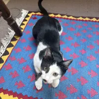 گربه تاکسیدو|گربه|اردبیل, |دیوار