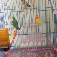 طوطی برزیلی|پرنده|مرند, |دیوار