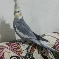 یک عدد عروس هلندی گمشده