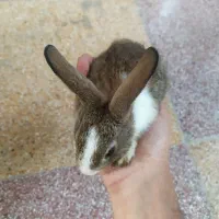 بچه خرگوش