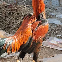 خروس لاری درجه ۱