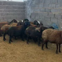 میش جوان ابسته