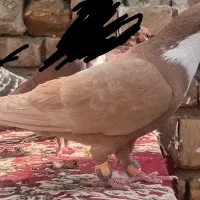 کبوتر ریش زرد|پرنده|سراوان, |دیوار