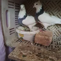 پرشی|پرنده|محلات, |دیوار