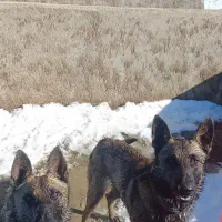 سگ مالینویز