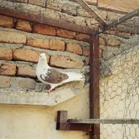 پشتار تک قول خرمایی فراری