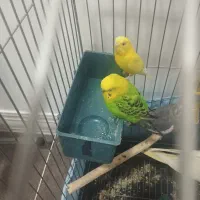 یک جفت مرغ عشق