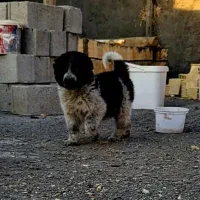 توله قدرجونی درجه یک