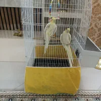 عروس هلندی یک جفت با دوتا جوجه همراه قفس
