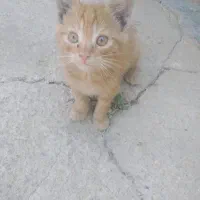 واگذاری گربه نارنجی