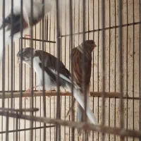 قناری رسمی بلند زیبا.|پرنده|شیراز, دست خضر|دیوار