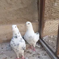 چهار عدد کبوتر  فروشی|پرنده|قم, باغ کرباسی|دیوار