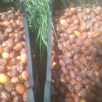 ۱۰ تن خرمای مرغوب خاسویی،شاهانی،قصب درجه یک