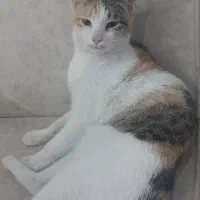 ۳ تا گربه خونگی و دستی واگذار میشود|گربه|گنبد کاووس, |دیوار