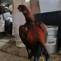 خروس لاری و اوشامو