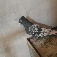 کفتر رنگه|پرنده|مشهد, کوشش|دیوار