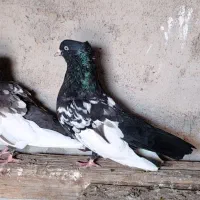 یک جفت سینه ای در هویزه