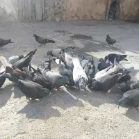 کبوتر|پرنده|دهدشت, |دیوار