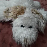 تعدادی عروسک سالم تمیز