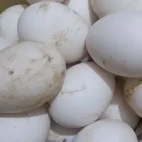 قوغاز و محلی|حیوانات مزرعه|اردبیل, |دیوار