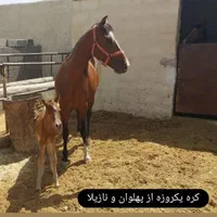 مادیان و نریان وکره درشوری|اسب و تجهیزات اسب‌سواری|اصفهان, بهارستان|دیوار
