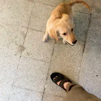 نژاد گلدن رتریور اسکاتلندی