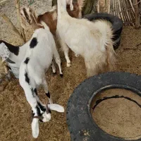 بز و گیسه آبستن دوقلوزا