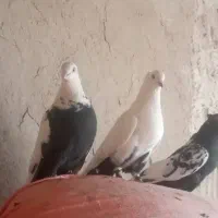 دم سیاه و سینه ای