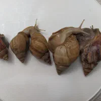 حلزون های مولد و سوپر مولد پر کلاژن