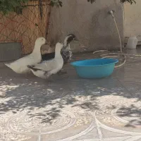 اردک