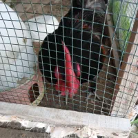 فروش یک عدد خروس