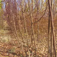 فروش انواع نهال های پیوندی|خدمات باغبانی و درختکاری|اصفهان, شاهزاده ابراهیم|دیوار