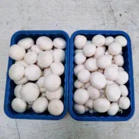 واگذاری پخش قارچ