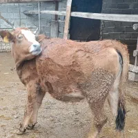 فروش گوساله دورگ ماده جوان|حیوانات مزرعه|بهشهر, |دیوار